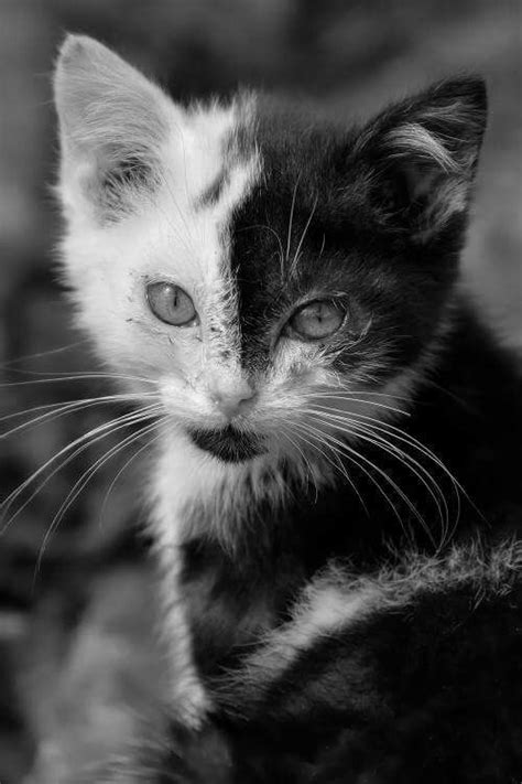 A Black And White Photo Of A Kitten