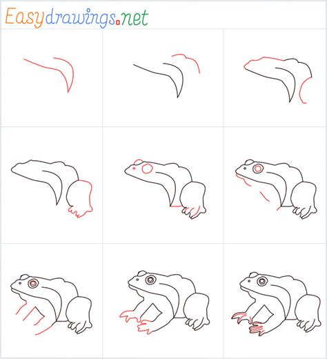How To Draw A Frog Step By Step 9 Easy Phase