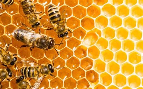 importancia de las abejas en agricultura proccyt