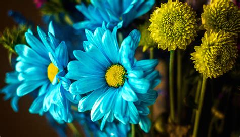 Blue And Yellow Flowers Wallpapers 2000x1140 499672