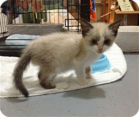 They are not overly demanding or hyper but they do enjoy attention and affection from their companions. Sarasota, FL - Snowshoe. Meet Jasper a Pet for Adoption.