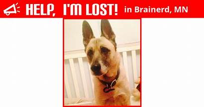 Lost Brainerd Dog Blonde