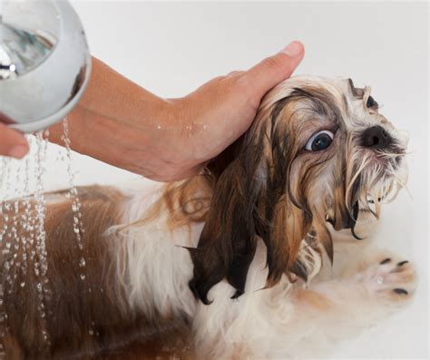 How To Fix Shih Tzu Skin Issues 3 Essential Things To Know Page 3 Of