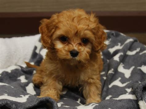 Everyone at premier pups was very helpful and patient with me as i tried to decided which dog bred was the best for our family. Cavapoo DOG Black / White ID:2949888 Located at Petland ...