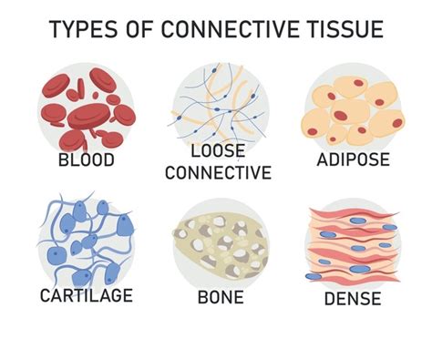 Labeled Bone Connective Tissue
