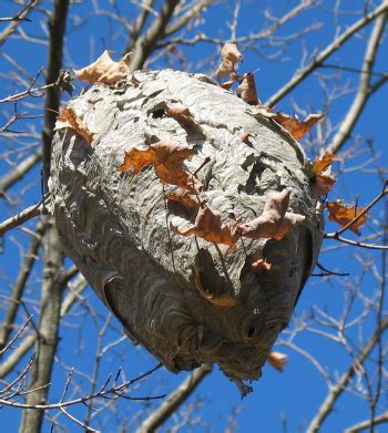 Paper Nest Teaching Tool Natural Hornets Nest Real Hornets Nest