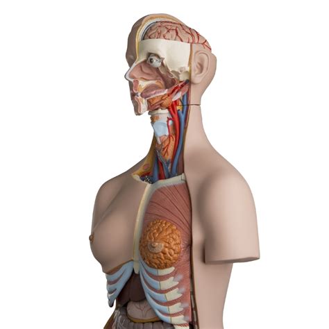 Each circle in the diagram represents one a common accommodation for younger students may be to add lines or bullet points. Deluxe Torso with Male/Female Organs (24pt) | Human Torso ...