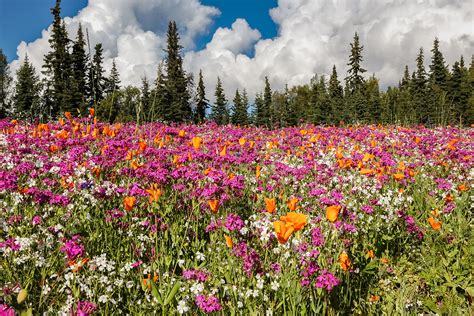 Stunning Flower Meadows 2048