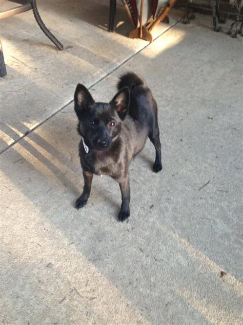 The hybrid offspring of the schipperke and chihuahua is an affectionate. Adopt Anjanette on Petfinder | Chihuahua mix, Dog help ...