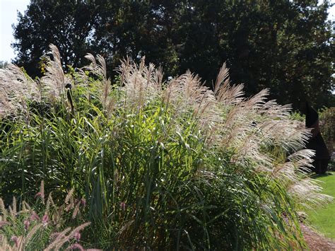 So ist es nicht verwunderlich, dass das chinagras oft in unseren gärten zu. Chinaschilf 'Silberturm' - Alles erfahren über Blüte ...