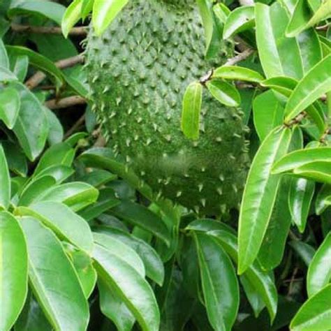 Soursop's benefits include killing off parasites, healing the skin, reducing the risk of cancer, boosting immunity, eliminating stress, soothing the stomach the juice from soursop has been used topically, while pulverized seeds and decoctions made of leaves are also popular forms of natural remedies. Soursop Leaves (aka Guanabana or Graviola leaves) - 100% ...