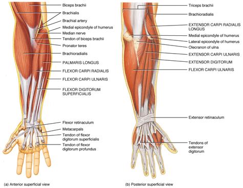 The following arm muscle diagrams are available to help you understand more about the muscles in our arm. The muscles of the arm and hand - Anatomy-Medicine.COM