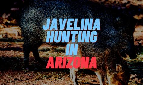 Javelina Hunting In Arizona Coyotehunting