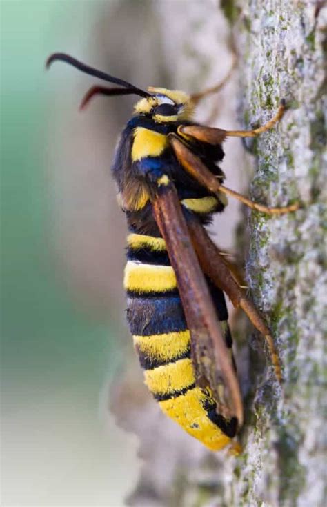 To Protect Itself This Moth Looks Just Like A Hornet