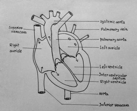 Draw A Diagram Of Cross Section Of Human Heart And Label It S Parts