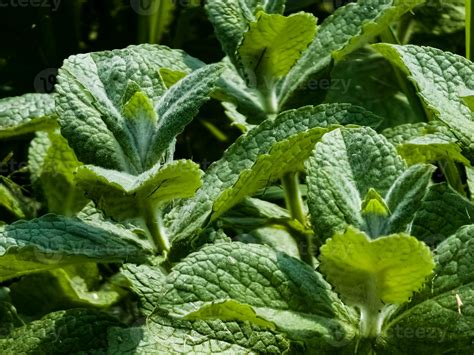 Mint Close Up In The Garden Apple Mint Or Mentha Suaveolens Or Downy