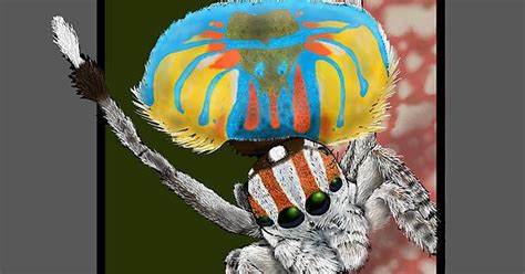 Peacock Jumping Spider Maratus Volans Album On Imgur