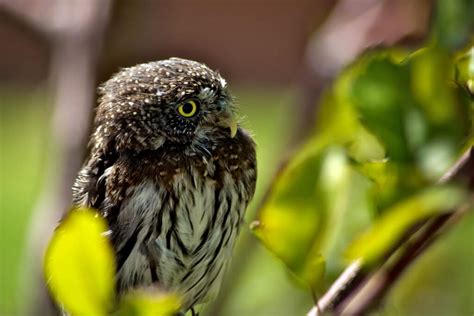 Intense Pygmy Owl Fringe Photography Llc