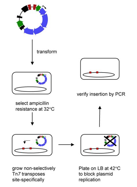 Protocol For Use Of Transgene Insertion Plasmid 1 Transform The