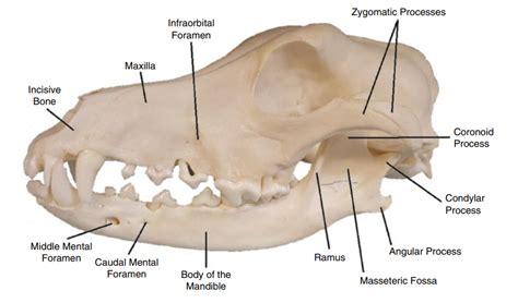 Skull Anatomy Of The Dog Veterinary Anatomy World