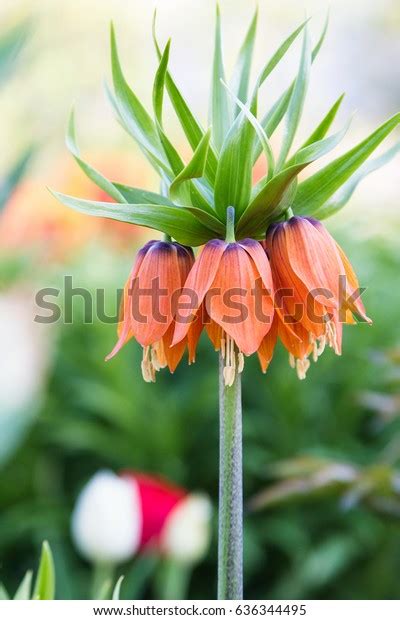 Closeup Blooming Crown Imperial Fritillaria Imperialis Stock Photo