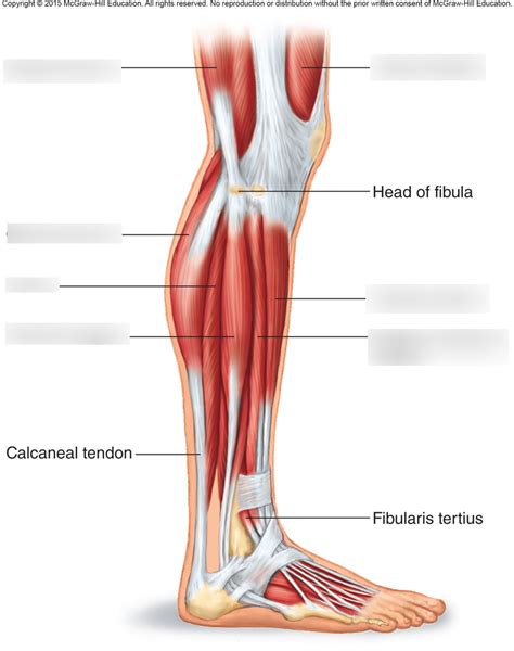 Muscles Of The Lateral Right Leg Diagram Quizlet