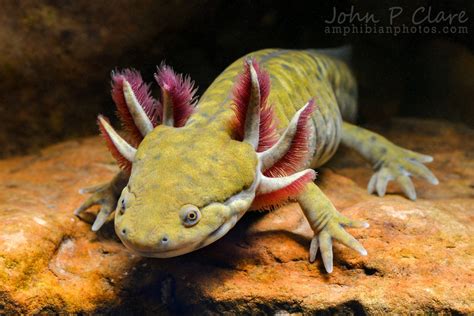 Herps And Birds And More On Tumblr Barred Tiger Salamander