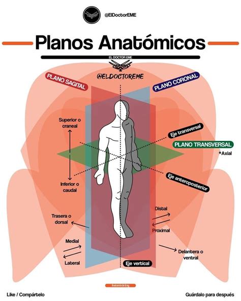 Planos Anatómicos Anatomía Médica Anatomía Del Esqueleto Humano