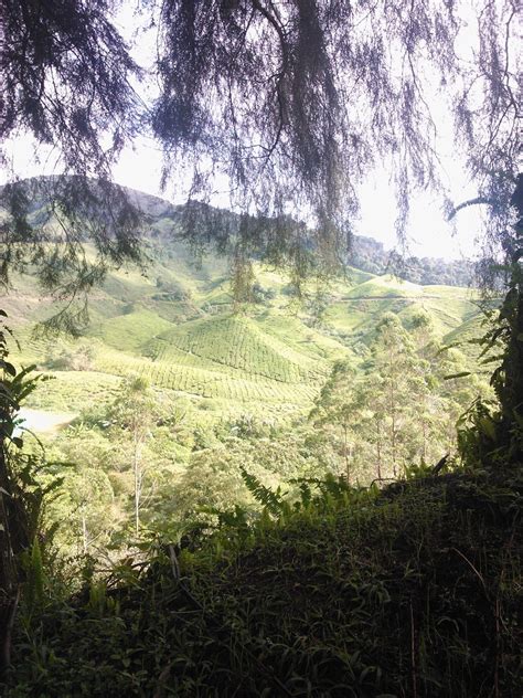 Cameron highland adalah salah sebuah tempat peranginan yang menarik di malaysia. CutiOrangMalaysia: Tempat Menarik di Brinchang, Cameron ...