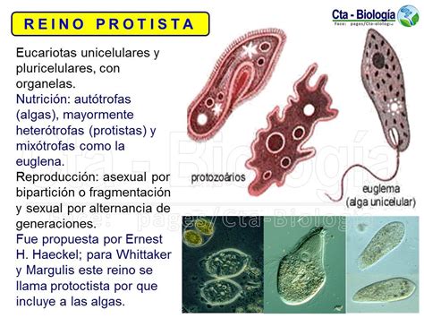 Reino Protista Que Es Caracteristicas Clasificacion Y Mas Images