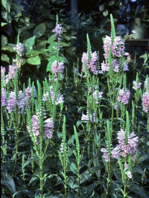 Find a wide variety of lantana plants for your butterfly garden. Physostegia virginiana (L.) Benth. Fall obedient plant ...