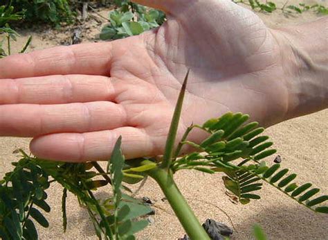 Hawaii Invasive Species Council Long Thorn Kiawe