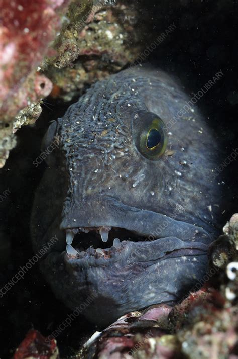 Atlantic Wolf Fish In A Rock Crevice Stock Image C0414639