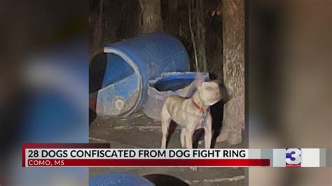 Mississippi Dog Fighting Ring Busted 28 Dogs Confiscated Youtube