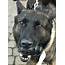 Meet Sweet Shield At Special Event To Benefit Buffalo Police K9 Unit 