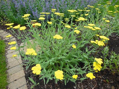 That is how i discovered the beauty of pink yarrow in late spring. How To Grow Yarrow - Achillea Coronation Gold ⋆ Shawna ...