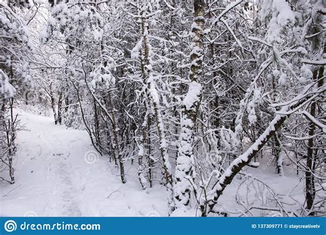 Winter Time Tree Branches Covered In Snow Stock Image Image Of