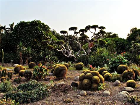 Cactus Garden Chandigarh Timings Entry Fee Best Time To Visit