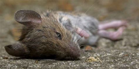 Dead Mouse Smell Get Rid Of It By Following These Steps