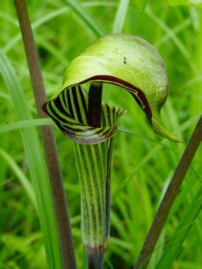 Choose an area in your yard that gets full sun. Caring For Jack-In-The-Pulpit Flower - Jack-In-The-Pulpit ...
