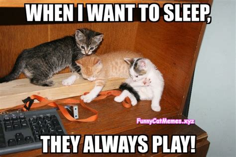 Funny Cat Memes Pinterest Funny Memes