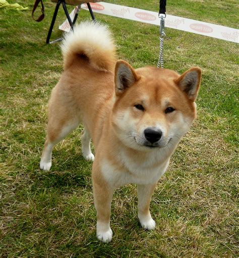 Cute Shiba Inu Dog Shiba Inu Dog Shiba Inu Snow Dogs