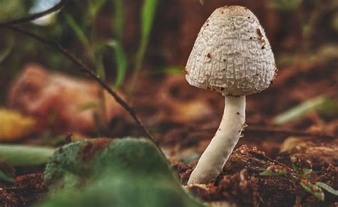 In A Worlds First Australia Legalises Ecstasy Magic Mushrooms For