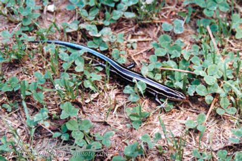 Southeastern Five Lined Skink Georgia William Wise Photography