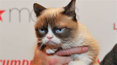 Internet Sensation Grumpy Cat Dies At Age 7