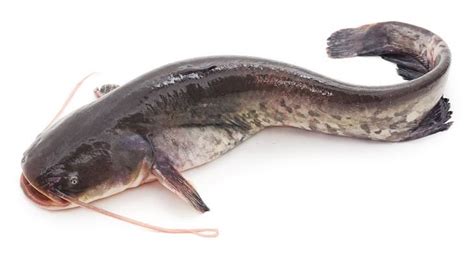 What Fish Is Used Instead Of Catfish 2022 Qaqookingwiki