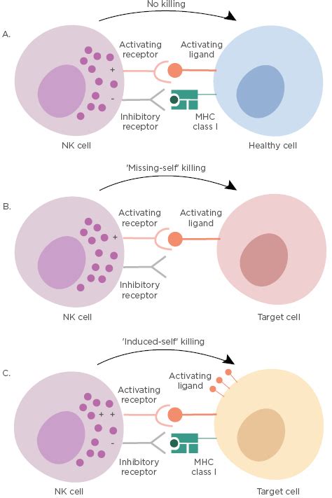 Natural Killer Cells And Their Role In Immunity European Medical Journal