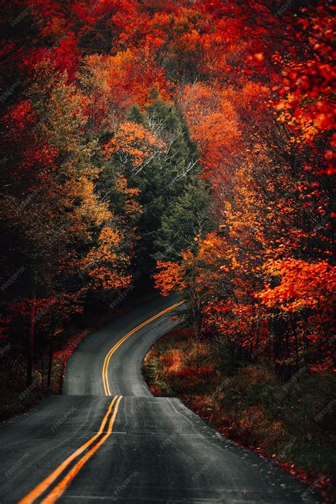 Premium Photo Vertical Shot Of A Curvy Road In A Forest Covered In