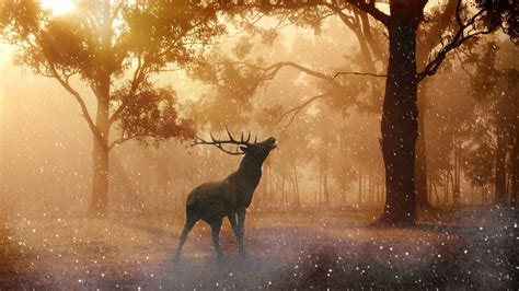 Deer In The Forest Magical 1920x1080 Wallpaper