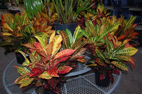 For A Gorgeous Array Of Colour Dive Into The World Of Codiaeum Petra